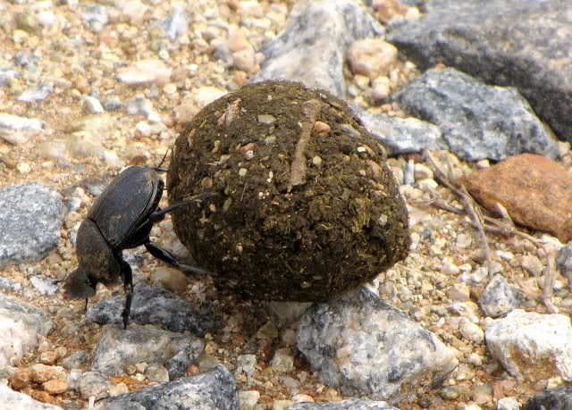 dung beetle 4 220910 bandipur