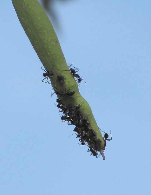 ants on twig 220910