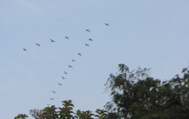 ibis vee 220910