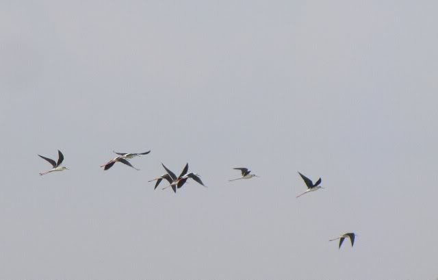 black winged stilts 260910