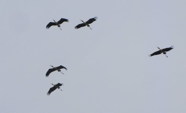 painted storks sarjapura 260910