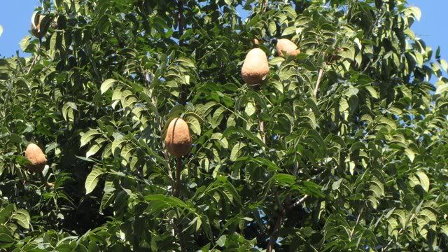 mahogany fruits 270910