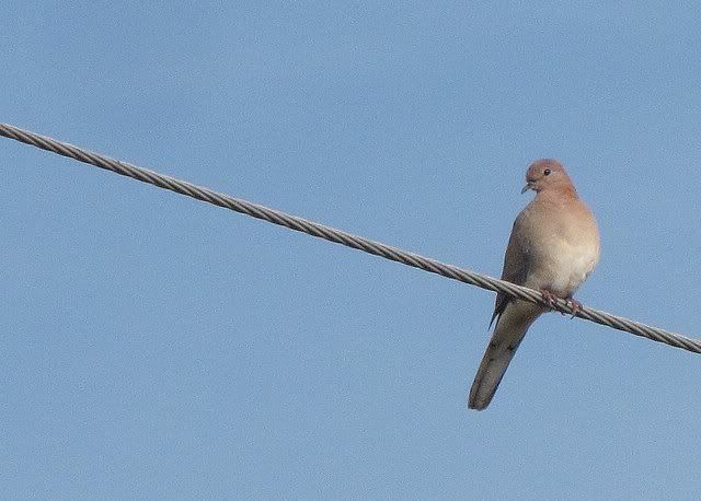 laughing dove 300910