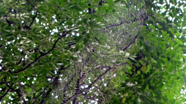 web in the air 031010 bg