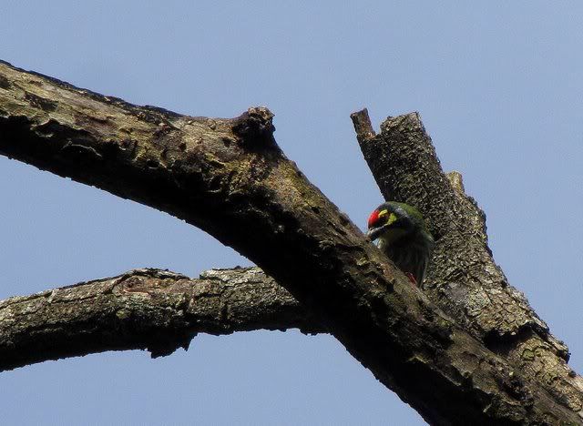 csmith barbet 031010 bg