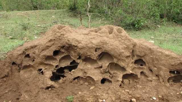 cutaway termite mound