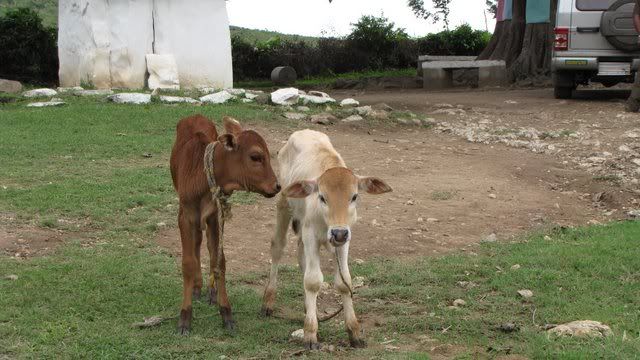 two calves 061010