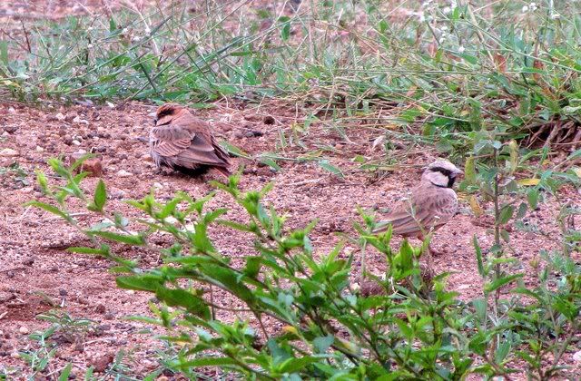 ashy-crowned sparrow larks 101010