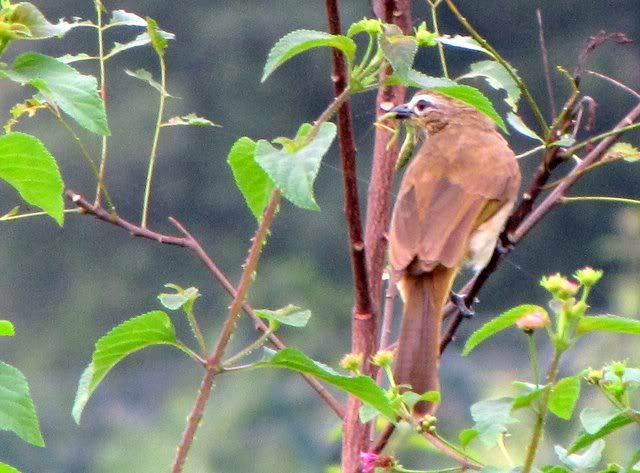 white-browed bulbul with prey 101010