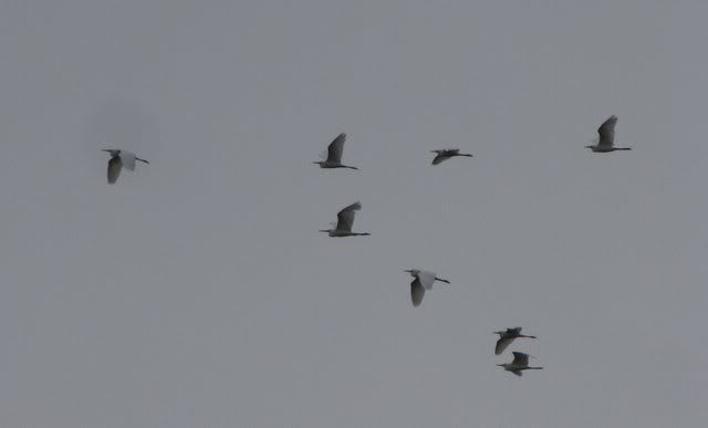 egrets in flight 101010 hgta