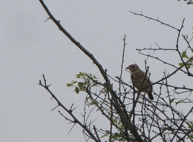 jerdon's bushlark 101010