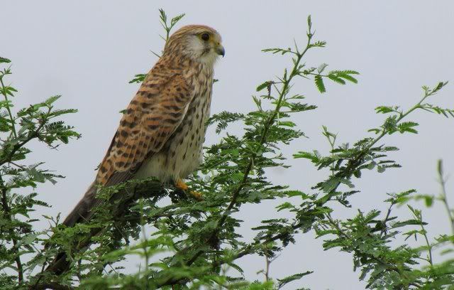 kestrel profile 101010