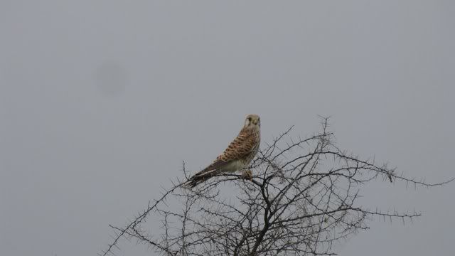 kestrel on thorns hgta 101010