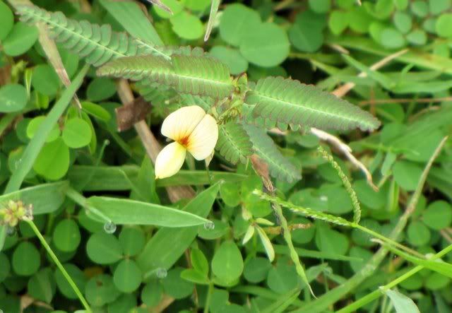 un id wildflower (tiny)