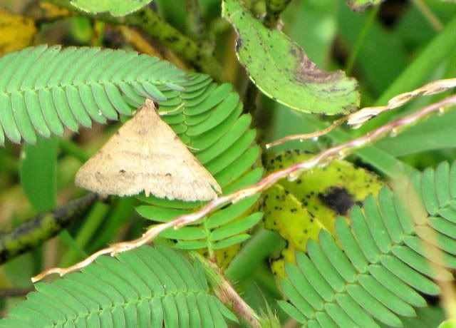 un id tiny moth 101010