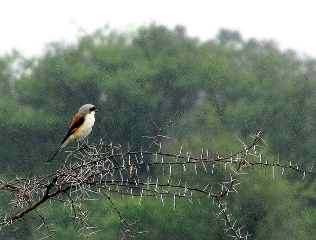 bay-backed shrike 101010