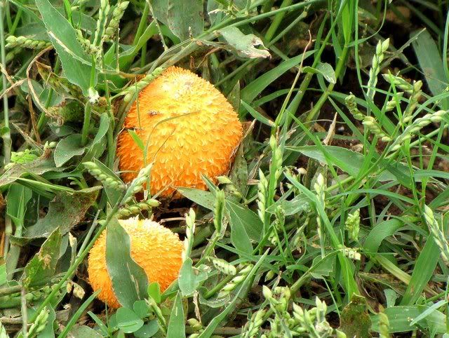 orange mushrooms 101010