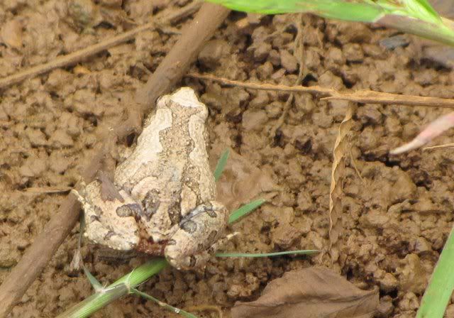 Microhyla ornata- Ornate narrow mouthed frog101010
