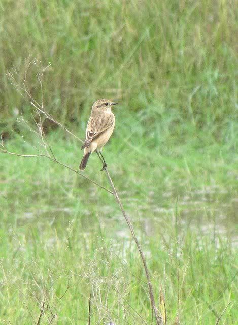 siberian stonechat 101010