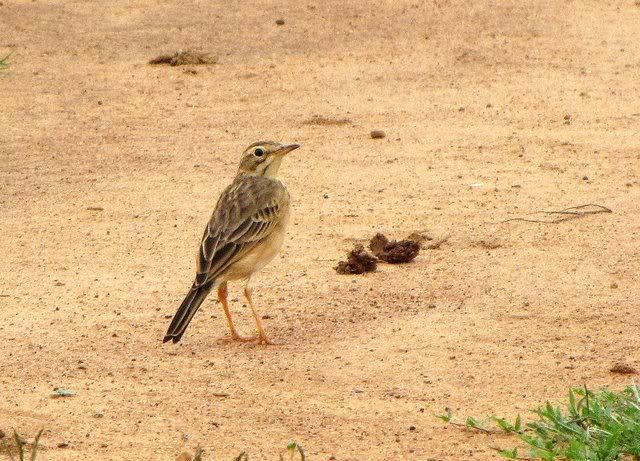 paddyfield pipit 101010