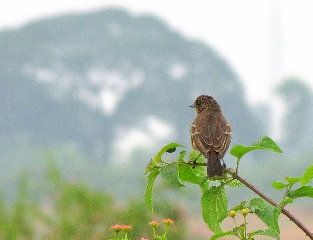 pied bushchat 101010