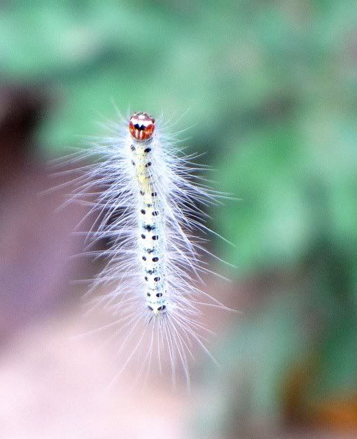 caterpillar bg zoo 131010