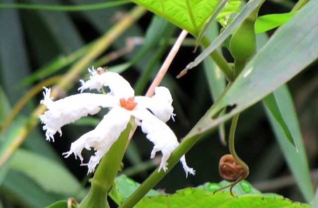 gourd flower 131010