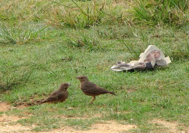 rufous tailed larks 131010