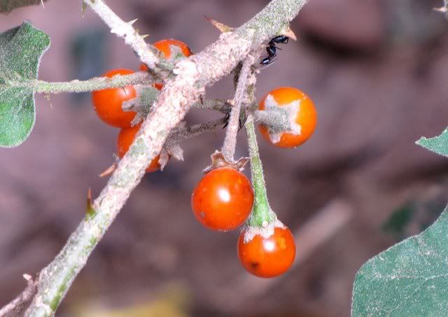 potato plant berries 131010