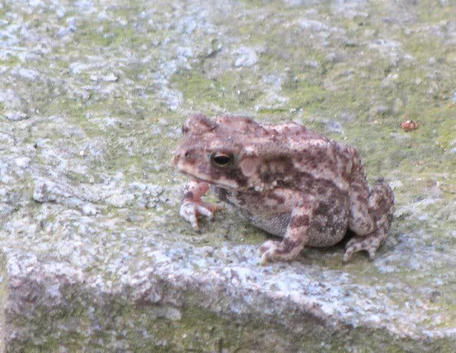 toad 131010