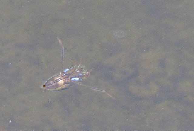 unid bug in rock pool 171010