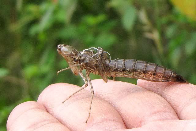 pupal case of dragonfly 171010