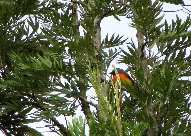 small minivet 171010