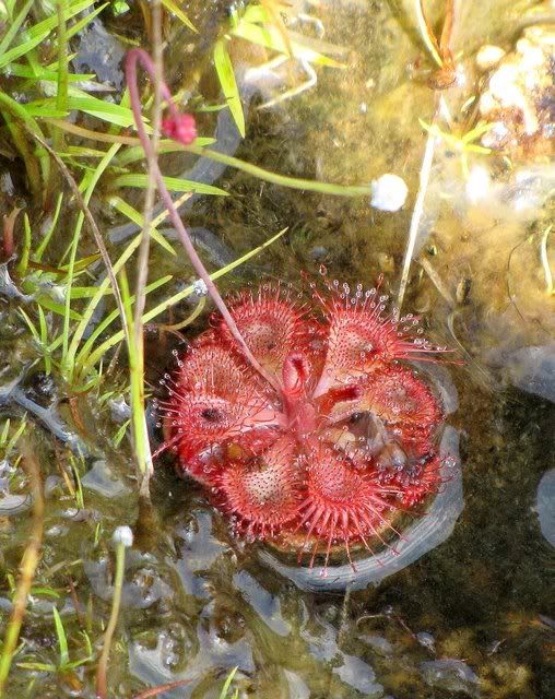 drosera with insects svnhli 171010