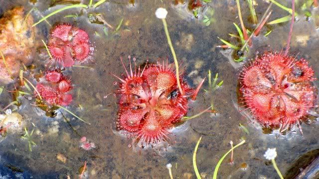 many sundew plants 171010