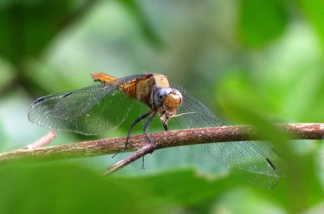 dragonfly with prey 171010