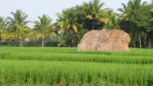 field and hay 181010