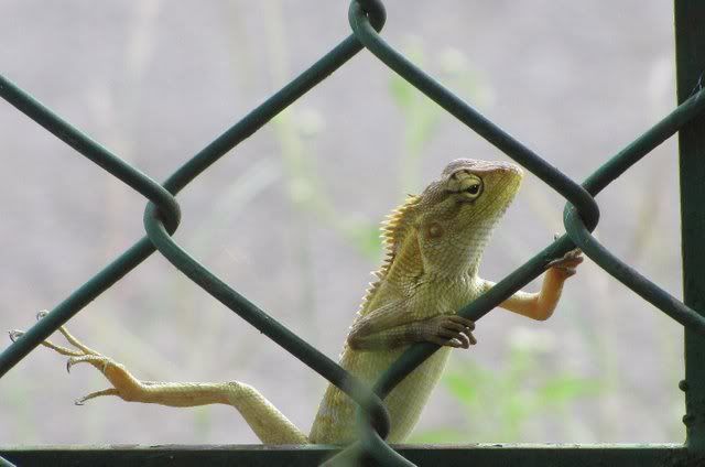 garden lizard 181010