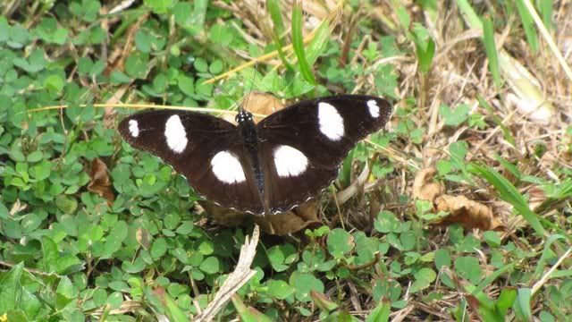 danaid eggfly 181010