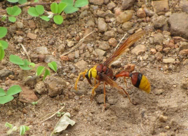 spider wasp 191010