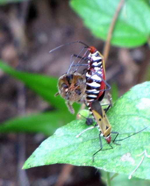 cotton stnr bgs mating? 241010 bg