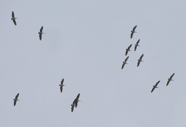 pelicans overhd 301010