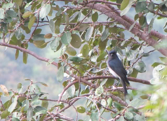 white-bellied drongo 31010