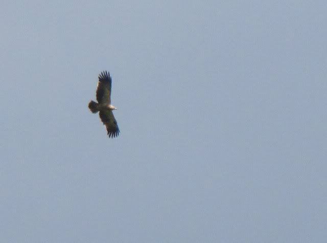 tawny eagle 311010