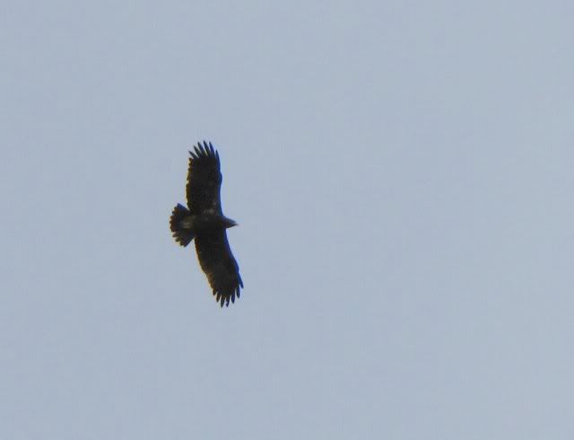 greater spotted eagle 311010