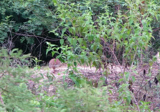 francolin 071110 bgq