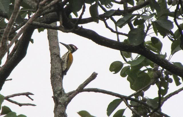 common flameback 071110