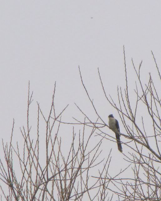 pied cuckoo 071110