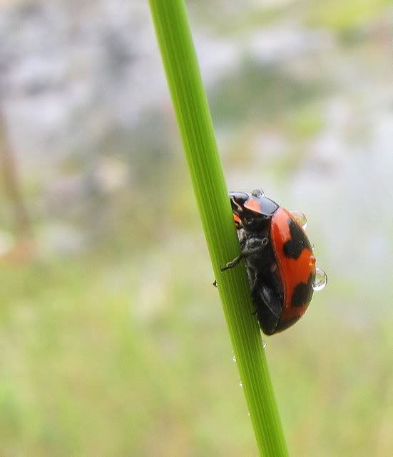 ladybird with rndrps 071110
