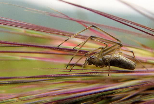 lynx spider? 071110